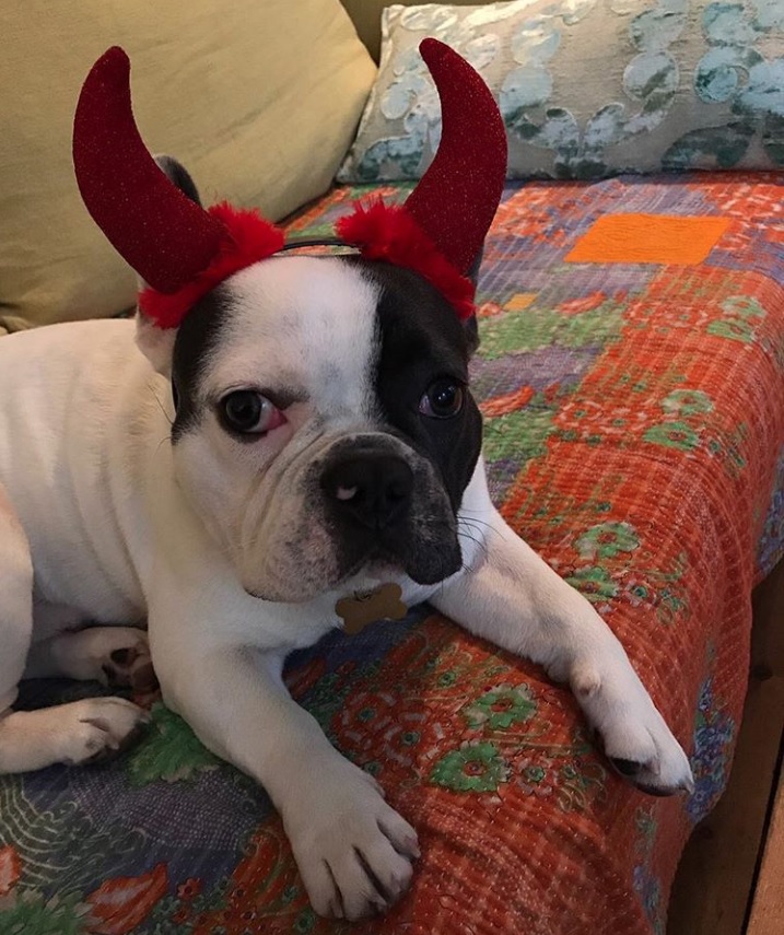 A French Bulldog in devil costume while lying on the couch