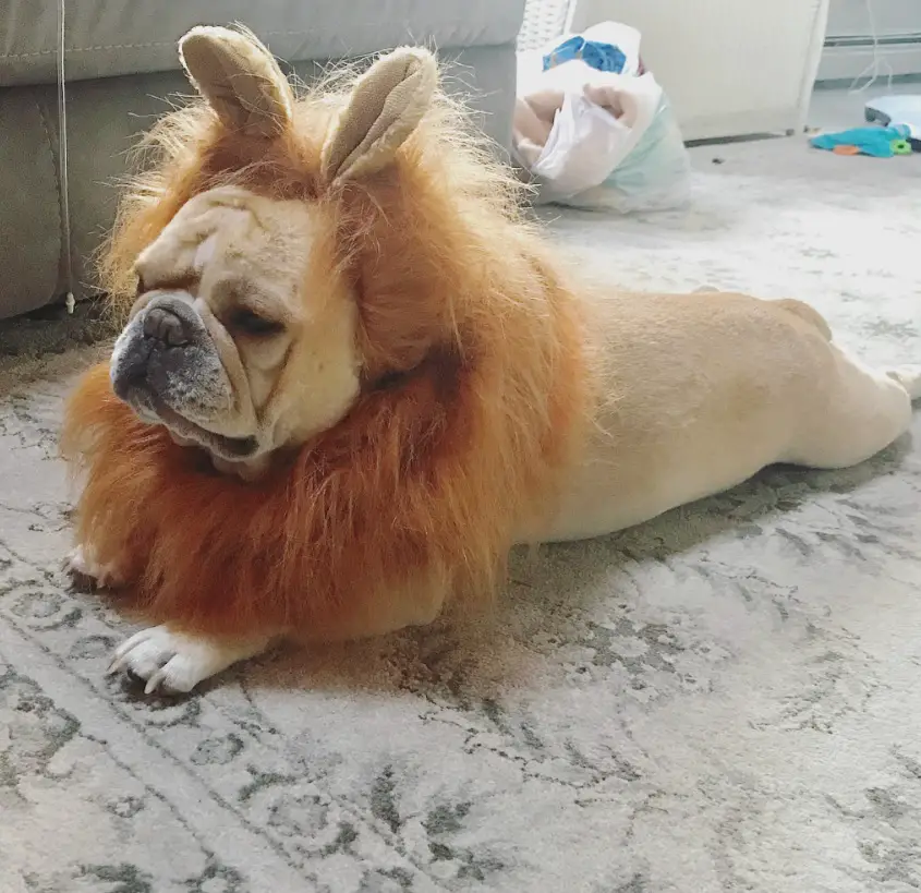 A French Bulldog wearing a lion head piece while lying on the floor