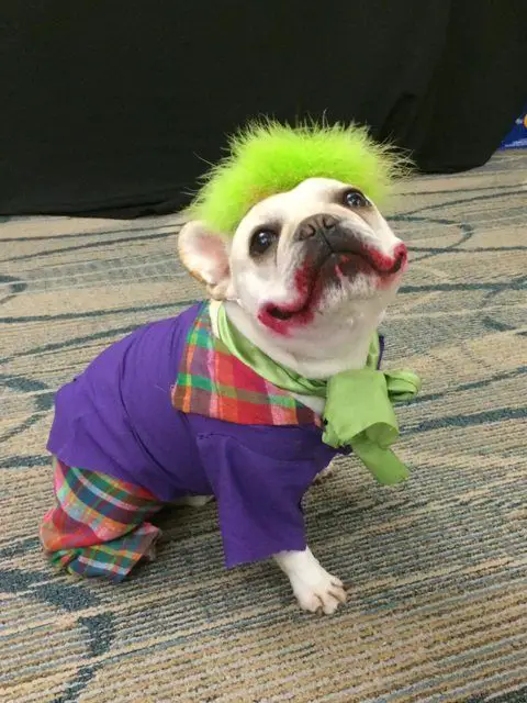 A clown French Bulldog while sitting on the floor
