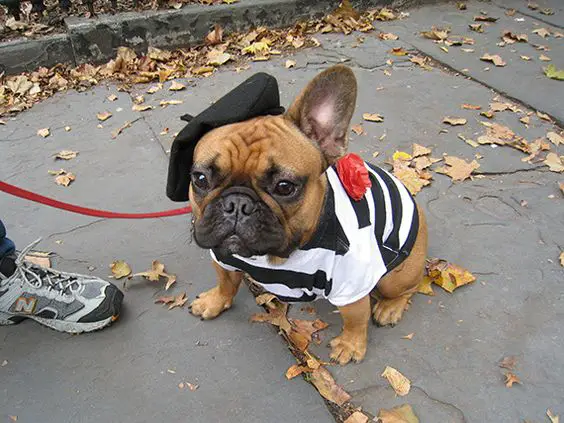 A French Bulldog in french outfit sitting on the pavement