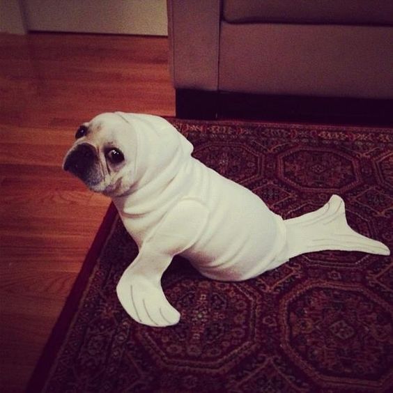A French Bulldog in white seal outfit while sitting on the carpet
