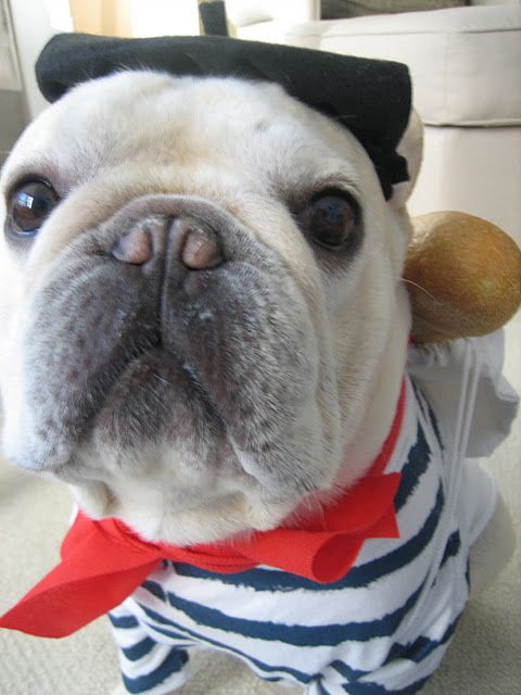 A French Bulldog as a french man while sitting on the couch