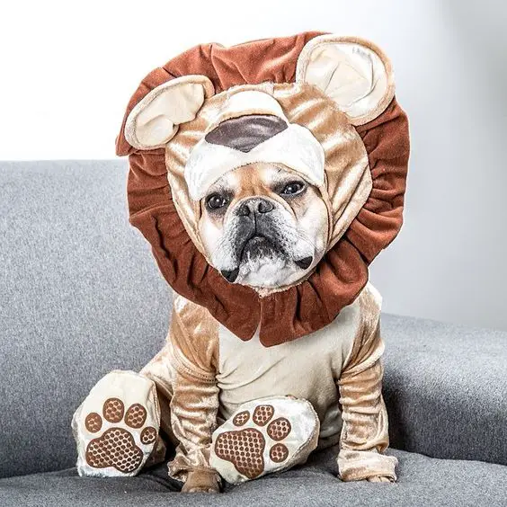 A French Bulldog in koala costume while sitting on the couch
