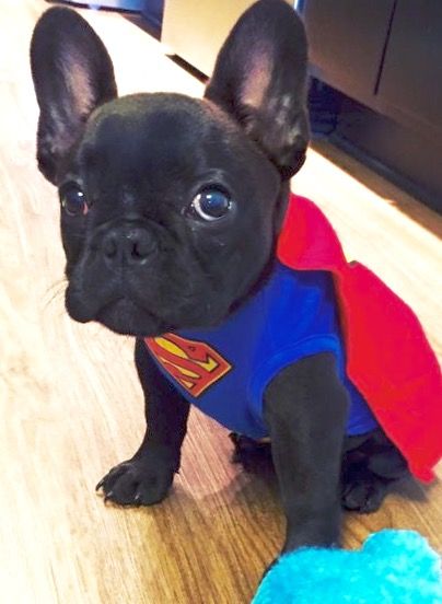 A black French Bulldog in superman costume while sitting on the floor