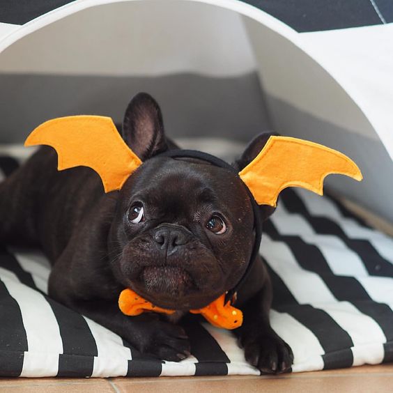 A French Bulldog wearing a bat costume while lying on its bed