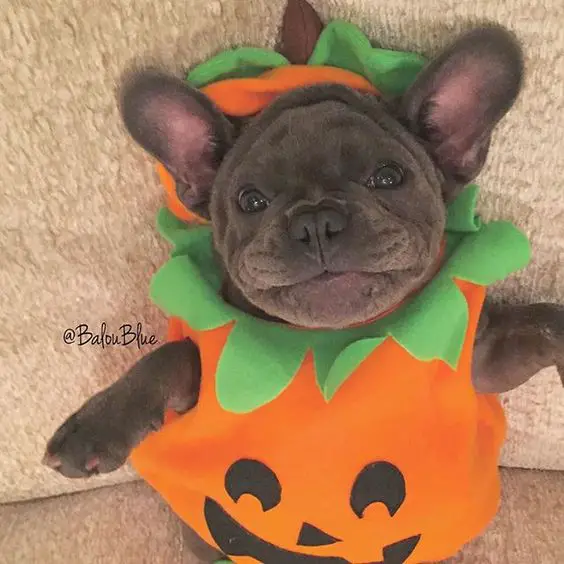 A French Bulldog in pumpkin costume while lying on the couch