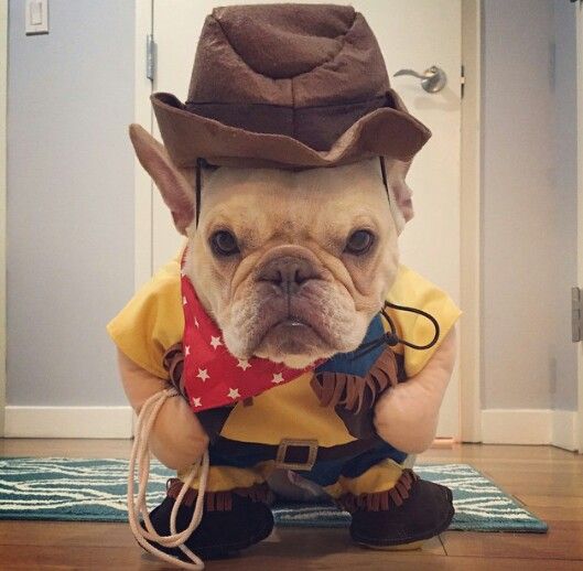 A French Bulldog in woody costume while sitting on the floor