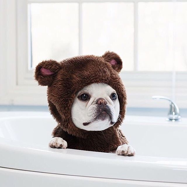 A French Bulldog in teddy bear costume while sitting in the bathtub