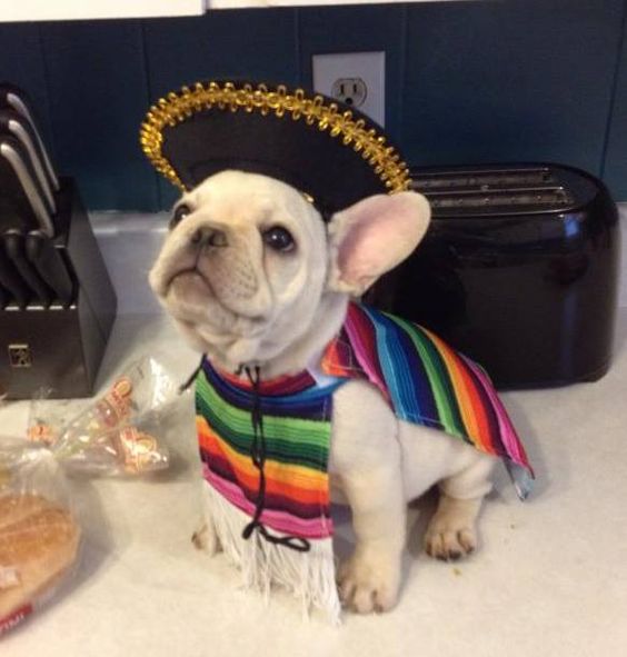 A French Bulldog in mexican outfit while sitting on the floor