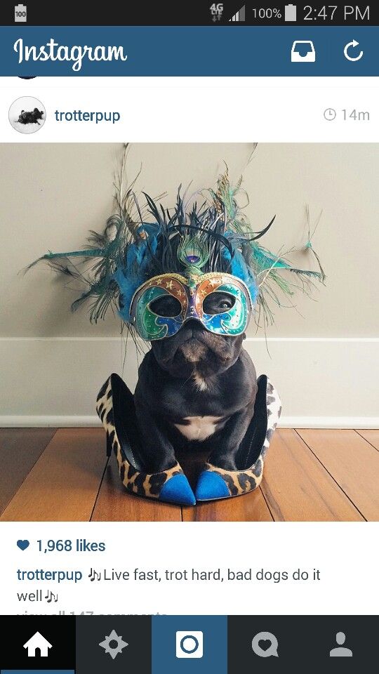A French Bulldog in festival costume while sitting on the floor