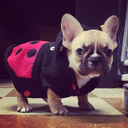 A French Bulldog in ladybug costume while standing on the floor