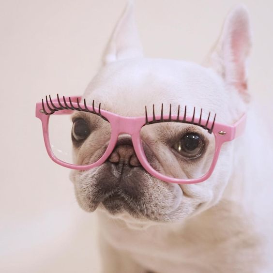 A white French Bulldog wearing pink glasses