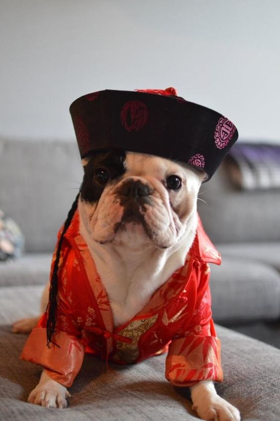 A French Bulldog in chinese outfit while sitting on the couch