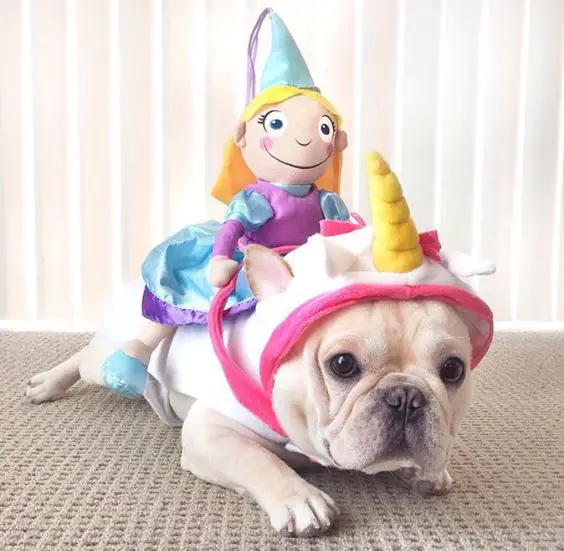 A French Bulldog in unicorn outfit with a princess stuffed toy riding on its back
