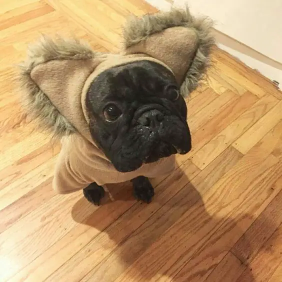 A French Bulldog in Yoda costume while sitting on the floor with its begging face