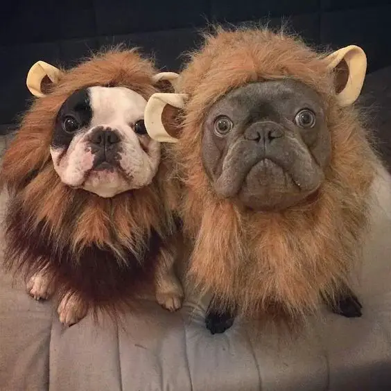 two French Bulldog in their lion costume