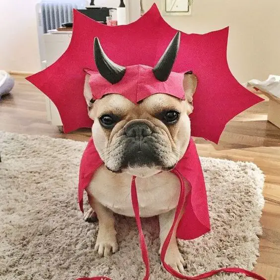 A French Bulldog in edit costume while sitting on the carpet