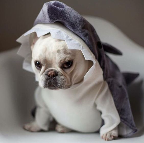 A French Bulldog puppy in shark costume while sitting on the chair