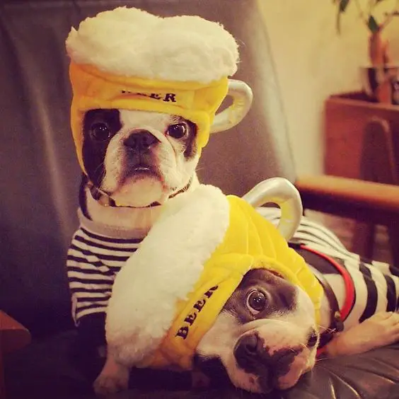 two French Bulldogs wearing a beer head piece while sitting on the chair