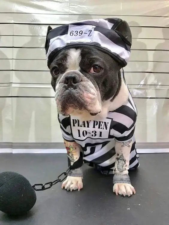 A French Bulldog in prisoner outfit while sitting on the floor