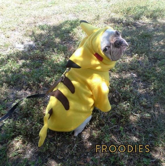 A French Bulldog in its pokemon costume while sitting on the grass