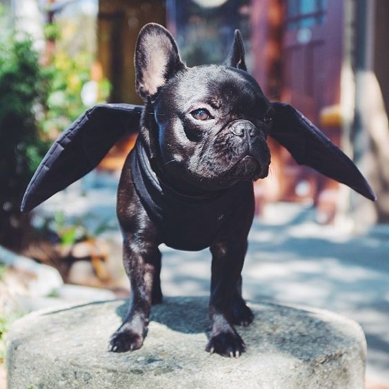 A French Bulldog in bat costume while standing on top of the rock