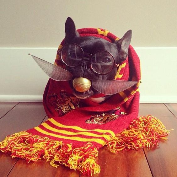 A French Bulldog in harry potter costume while sitting on the floor
