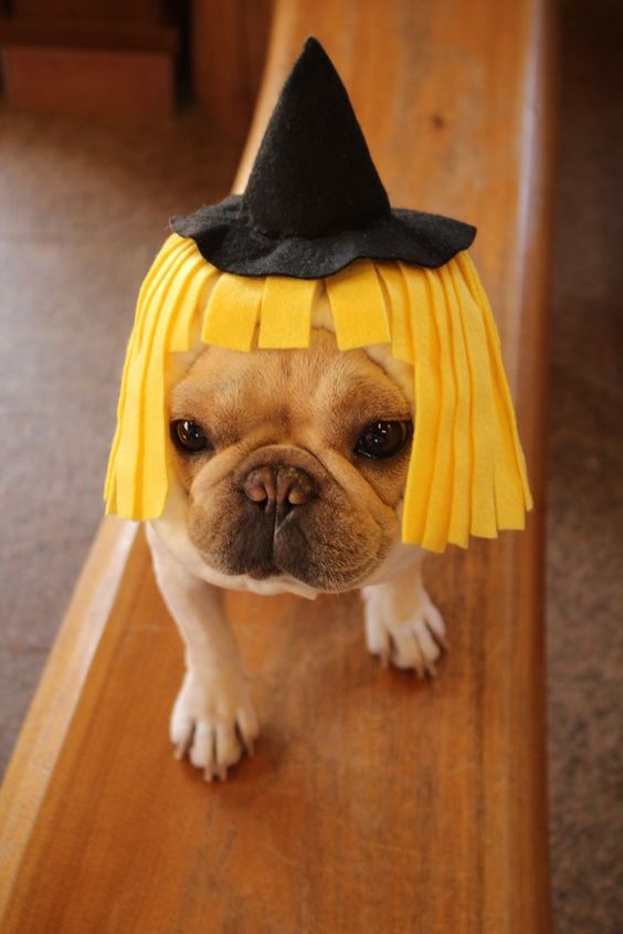 A French Bulldog wearing a witch hat