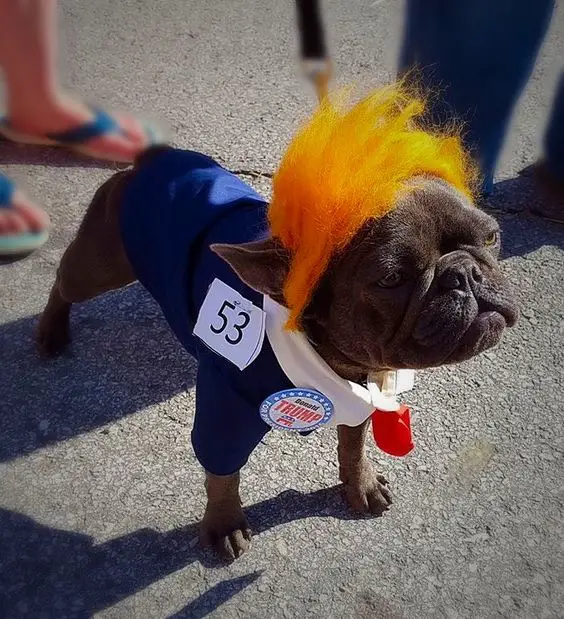 A French Bulldog in trump costume while standing on the pavement