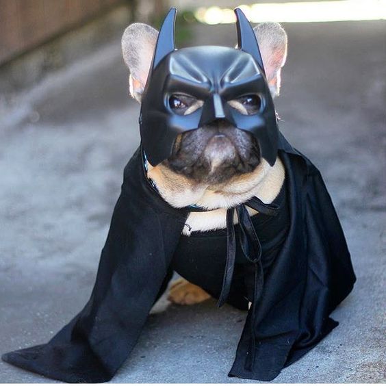 A French Bulldog in batman costume while sitting on the pavement