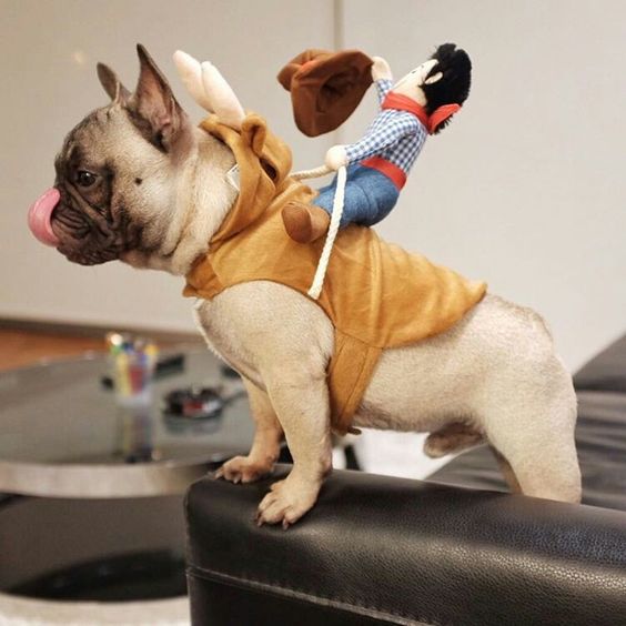 A French Bulldog in bull costume with a cowboy stuffed toy riding on its back