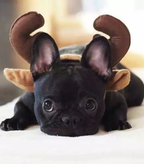 A French Bulldog wearing reindeer ears while lying on the bed