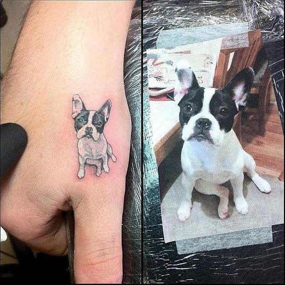 collage photo of sitting French Bulldog and tattoo on the hand