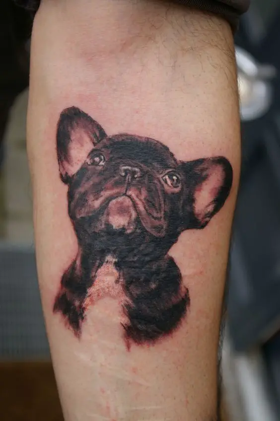 looking up black French Bulldog Tattoo on the forearm