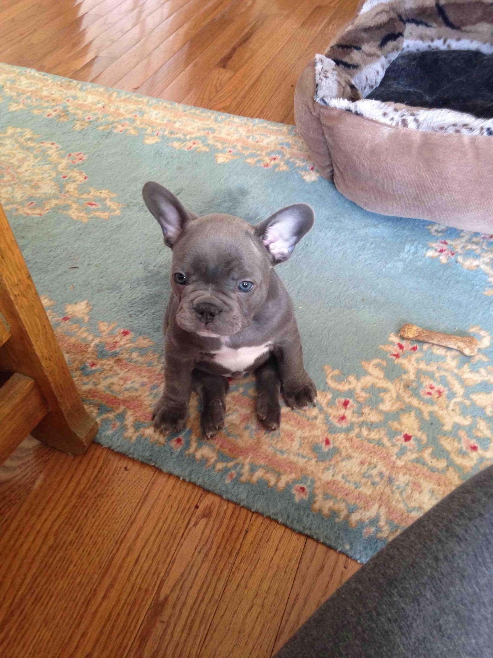funny and cute french bulldog puppies