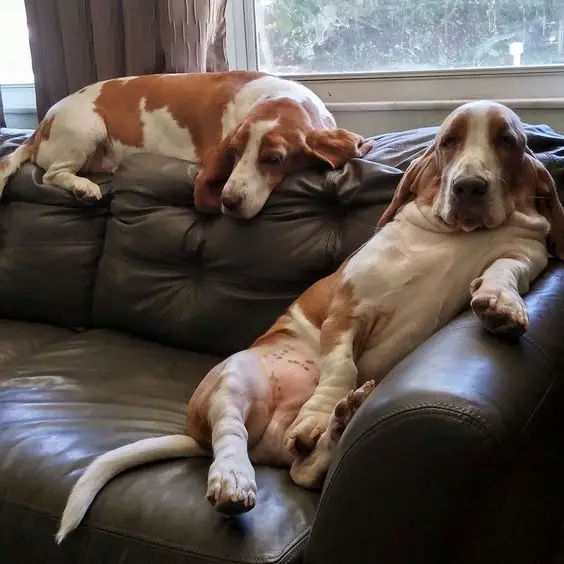 two Basset Hounds resting on the couch
