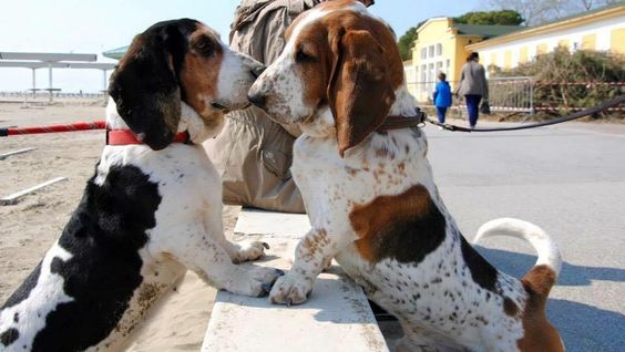 two Basset Hounds standing face to face
