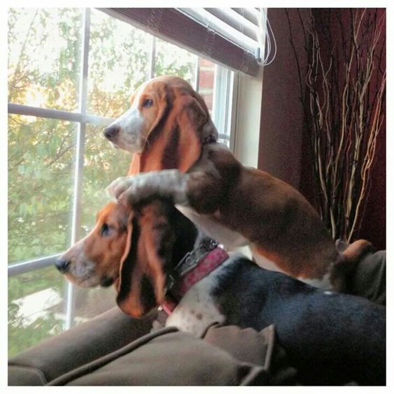 Basset Hounds looking outside the window