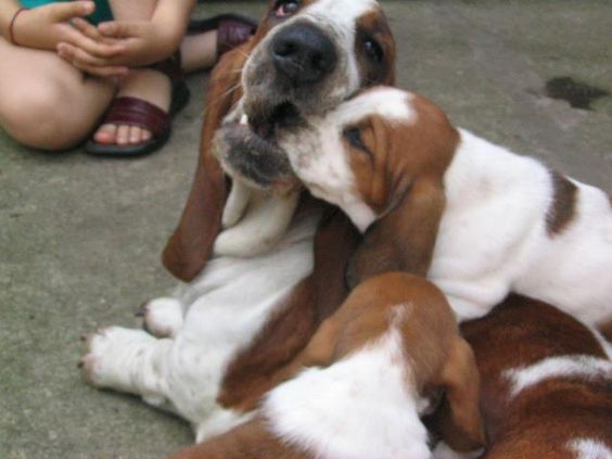 Basset Hound dog biting the nose of a Basset Hound puppy