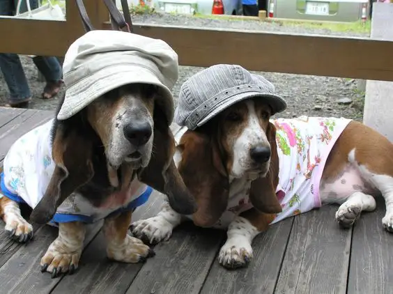 Basset Hounds wearing a cute floral shirts and hat while lying on the wooden floor outdoors