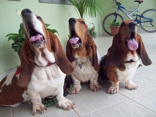 three Basset Hounds sitting on the floor while opening its mouth