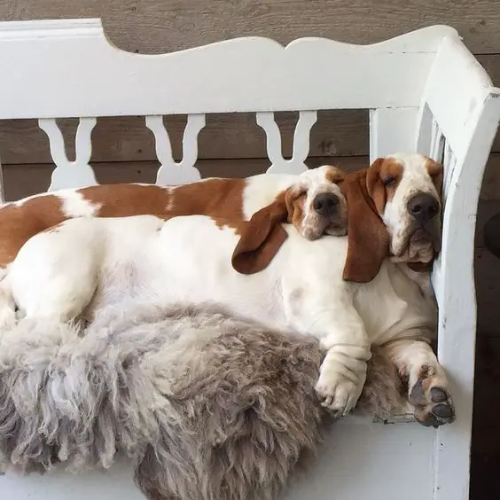 two Basset Hounds sleeping on the chair beside each other