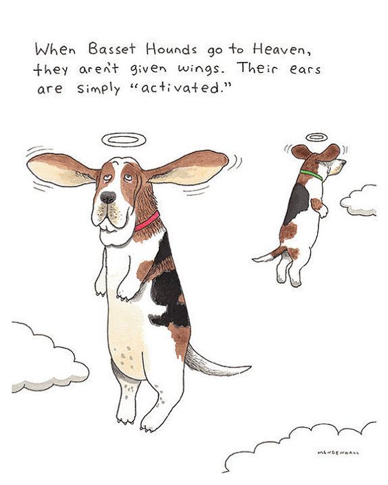 angel Basset hound with its ears as wings art flying in the sky with a text 