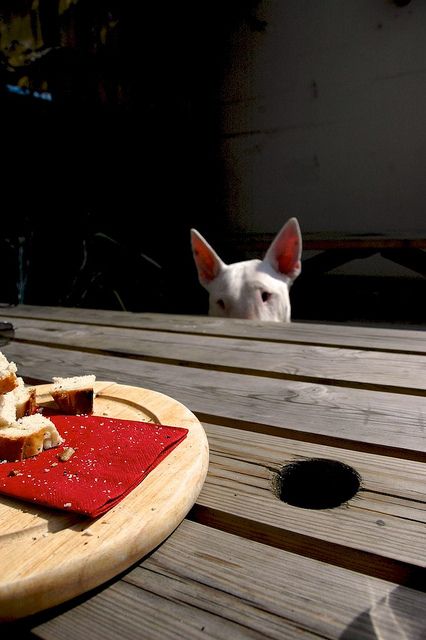 English Bull Terrier peeking the food in the table
