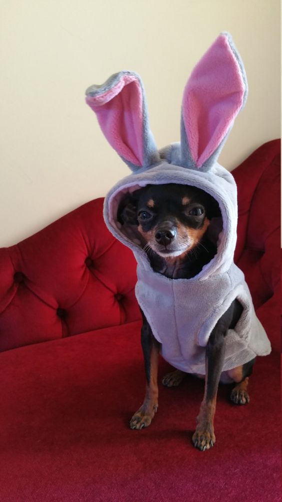 A Chihuahua in bunny costume while sitting on the couch
