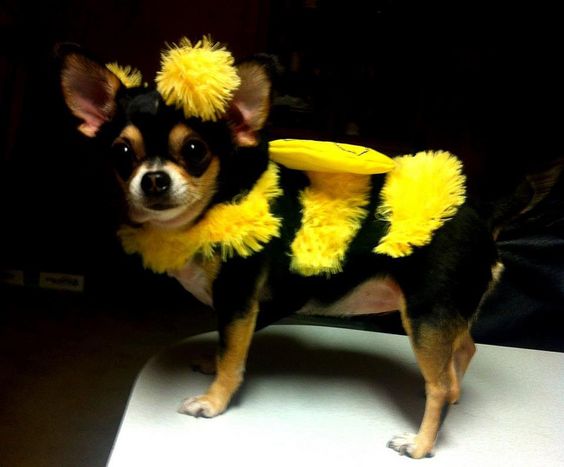 A Chihuahua in bee costume