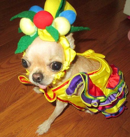A Chihuahua in festival costume while sitting on the floor