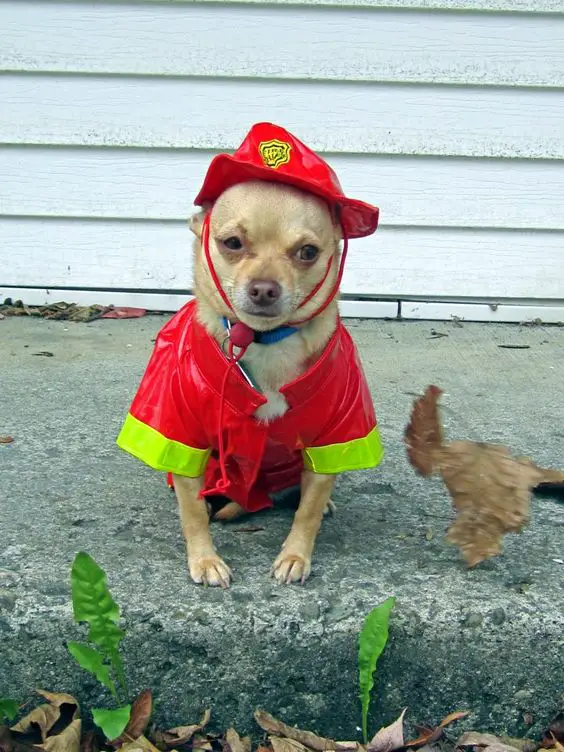 A Chihuahua in firefighter costume