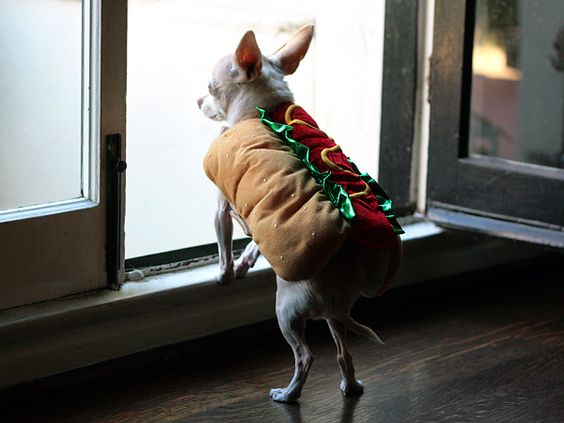 A Chihuahua in hotdog costume while looking outside the window