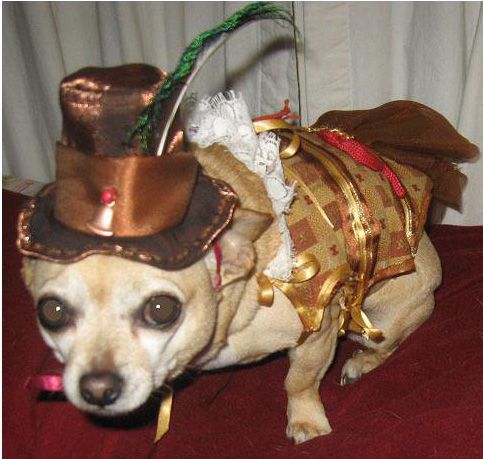 A Chihuahua in a brown dress and hat